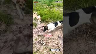 Dog Attacks on Snake shorts ytshorts viralshorts dog [upl. by Yrmac]