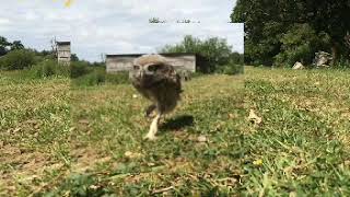 OWL  Can owl walk like human [upl. by Vigor]