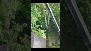 120 Cottonwood treeremoval treeservicesnearme treecare whitelake milford oaklandcounty [upl. by Enyalb]