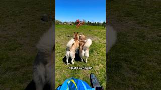 Do Dogs Recognize Each Other Siberian Husky Reunited With Best Friend shorts husky dogshorts [upl. by Sanborne495]