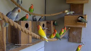 LOVEBIRD TV Peachfaced Lovebirds Aviary  Saturday Morning April 16th 2022 [upl. by Adest]