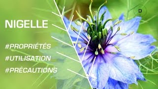 Comment utiliser la nigelle   Phytothérapie [upl. by Sorel]