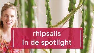 Plant Spotlight Rhipsalis [upl. by Mag]