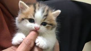 cutest kitten youve ever seen  cute cats video [upl. by Aleacin]