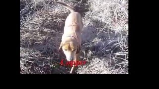 Hog Hunting Texas Style Hog Doggin [upl. by Marela974]