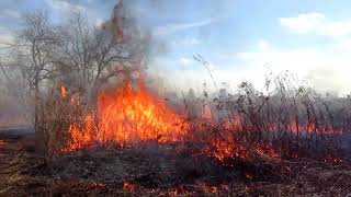 Prescribed burn at Sugar Creek Administration 111623 [upl. by Anileme]