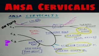 Ansa Cervicalis and Hypoglossal Nerve  Head and Neck Anatomy [upl. by Anu]