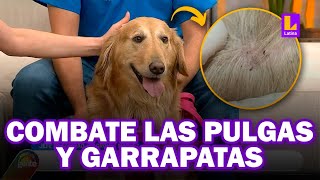 ¿Cómo puedo proteger a mi mascota de las pulgas y garrapatas [upl. by Sandberg]