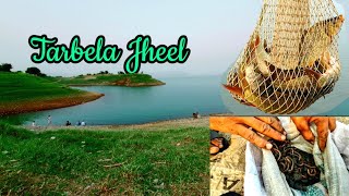 Tarbela Jheel  Tarbela Dam Fishing  Rohu Fish  Beautiful Haripur [upl. by Elpmid]