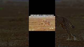 cheetah hunting wildebeest trending animals cheetah wildlife wildbeest youtubeshorts shorts [upl. by Chader]