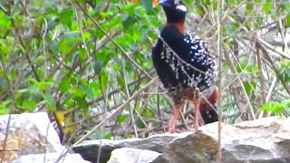 Black Francolin Male Bird  2 [upl. by Kataway893]