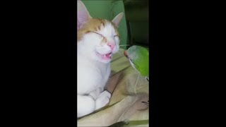 Bird Licking Cat Ended up Too Deep and Got Slapped [upl. by Nnaylime]