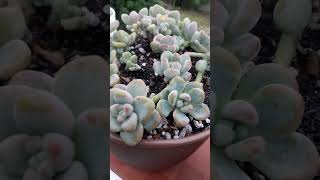 Clavatum suculentas succulent sedum [upl. by Volkan368]