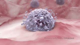 Mast Cell Releasing Histamine 3D Animation [upl. by Nuy539]