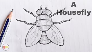 How to Draw a Housefly step by step Tutorial [upl. by Ymiaj]