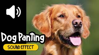 Dog Panting 01 Sound Effect  狗 喘息 呼吸 音效 High Quality [upl. by Shaper]