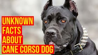 Cane Corso Dog Breed 7 facts Why Is The King For Your Protection [upl. by Ltney]