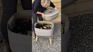 Worm Composting is a Continuous Cycle wormery wormcomposting vermicompost [upl. by Ahtebat512]