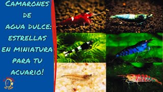 Camarones de agua dulce las pequeñas bellezas naturales y beneficiosas para tu ecosistema acuático [upl. by Japeth]