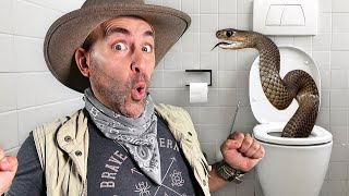 Angry Brown Snake in Toilet [upl. by Eanar]