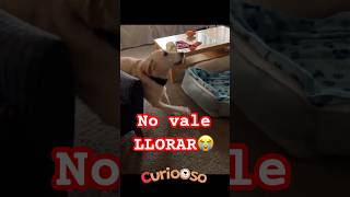 Reacción INCREIBLE de perro con Hipoplasia cerebelosa 😭❤️ [upl. by Bushey]