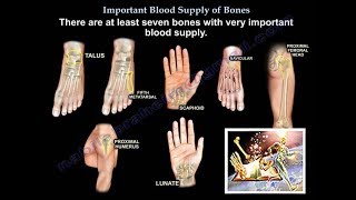 Important Blood Supply of Bones Animation  Everything You Need to Know  Dr Nabil Ebraheim MD [upl. by Anyalram]