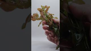 Adding Ludwigia Repens to my shrimp tank aquascape aquarium shrimptank [upl. by Nohsid]