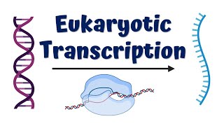 Transcription in Prokaryotes  The Basics of Transcription [upl. by Gagnon]