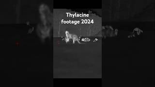 Thylacine Footage 2024 tasmaniantiger thylacine wildlife extinctionisnotforever ambiguousworld [upl. by Aziram966]