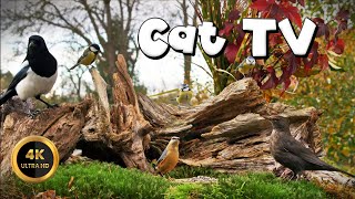 Cat TV for Cats to Watch 🐈  THIEF ON FEEDER🐦‍⬛ 4K [upl. by Parent]