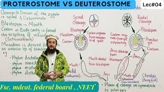 protostomia and deuterostomia  series protostomia and deuterostomia class 11 [upl. by Coco]