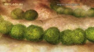 Immune System  Fighting Infection by Clonal Selection 2009 Etsuko Uno wehitv [upl. by Jessica]