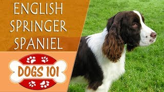 Dogs 101  ENGLISH SPRINGER SPANIEL  Top Dog Facts About the ENGLISH SPRINGER SPANIEL [upl. by Navanod296]