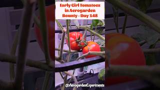 Early Girl Tomatoes Growing in Aerogarden Bounty Elite Hydroponics system [upl. by Rothberg124]