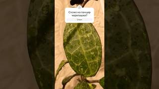 Hoya Elliptica Splashhoyaplant hoya хойка хойя украіна [upl. by Bourn]