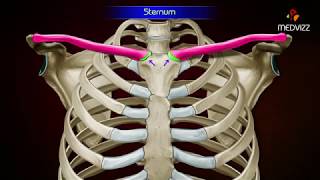 Gross Anatomy of Sternum  Osteology   Parts and Attachments [upl. by Nyrtak940]