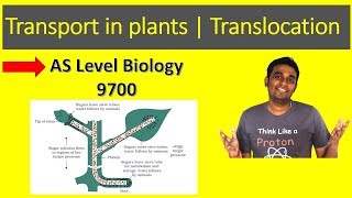 Translocation  A level Biology  9700 [upl. by Itnuahsa]