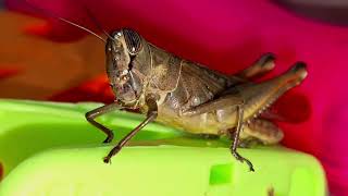 Found A Giant Grasshopper Valanga irregularis At My Home youtubesearch insectopedia123 [upl. by Vanhomrigh]