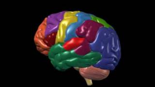 Brain Anatomy and Functions  Nucleus Health [upl. by Adnorrehs336]