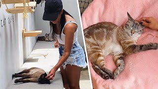 VISITANDO UM CAT CAFÉ EM SÃO PAULO [upl. by Nawad]