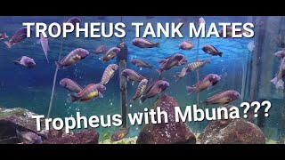 TROPHEUS tank mates [upl. by Anrehs588]