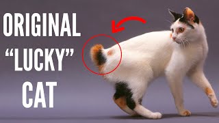 Japanese Bobtail  Top 10 Facts About Japanese Bobtail Cats That Will Leave You Amazed [upl. by Ayomat]