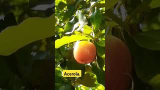 Acerola rica em vitaminas C [upl. by Eimaj]