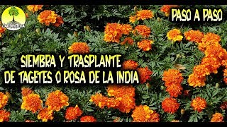 CÓMO SEMBRAR Y TRASPLANTAR TAGETES PASO A PASO  PLANTAS [upl. by Romelle670]