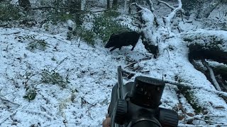 Tirs de 4 sangliers dans la neige en battue💥chasse en Corse à Bastelica [upl. by Anitnahs68]