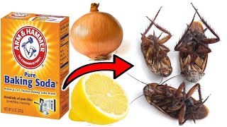 How To Kill Cockroaches Within 5 Minutes Using 3 Simple Ingredients [upl. by Feetal352]