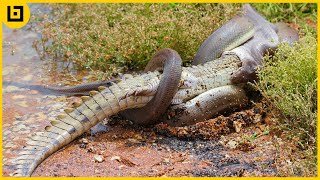 Top 15 Moments When Huge Snakes Eat Their Prey That Will Make You Cringe [upl. by Efar482]