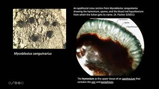 Intro to Crustose Lichen Identification [upl. by Siddra]