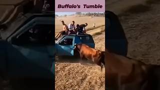 A Buffalos Surprise Tumble  Buffalo tripped and fell over shorts buffalo car attack animals [upl. by Sina]