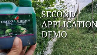 OMEGA GREEN FOLIAR FERTILIZER DEMO  2ND APPLICATION [upl. by Berghoff393]